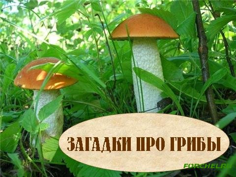 посмотри растут грибочки песня скачать Грибочки. Песенка-мультик видео для детей / mushroom song for kids.
