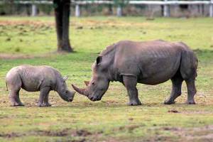 Носорог с детенышом