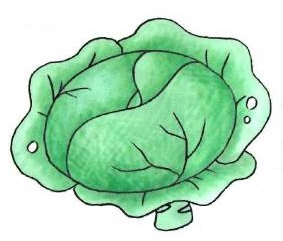 Как нарисовать капусту
