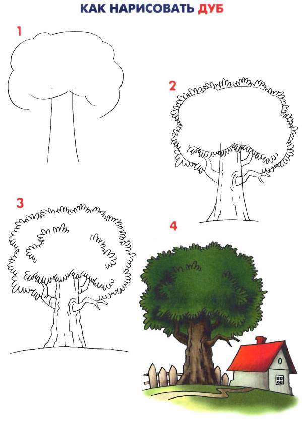 Как нарисовать дуб
