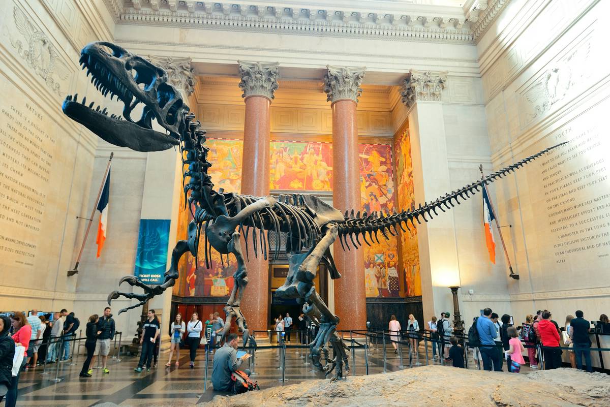 Скелет Тираннозавр Рекс в американском музее естественной истории