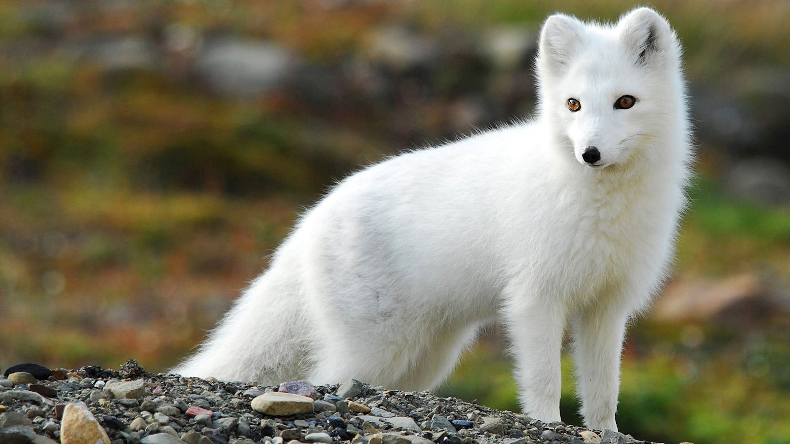 Белый песец или полярна лисица