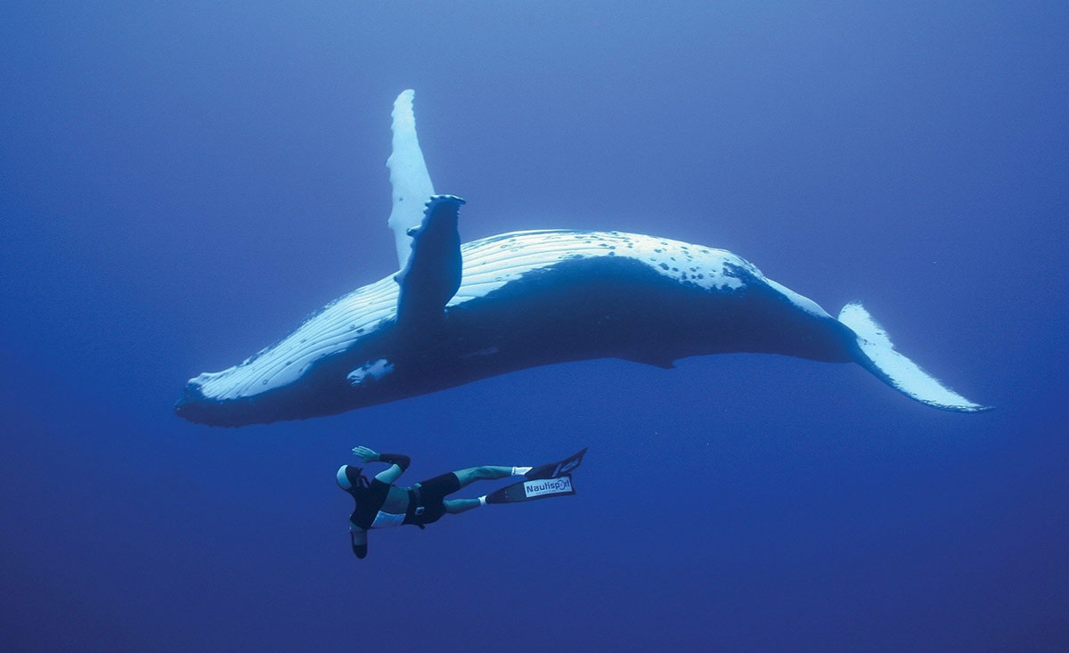 Голубой или синий кит