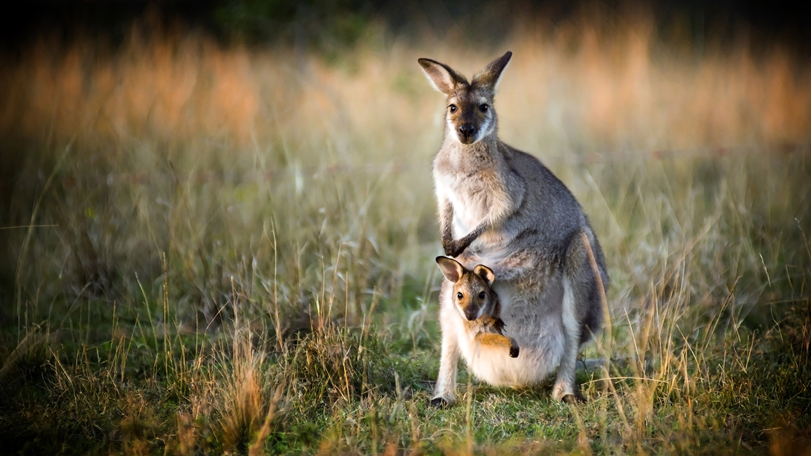 Фото Самка кенгуру с детенышем в сумке