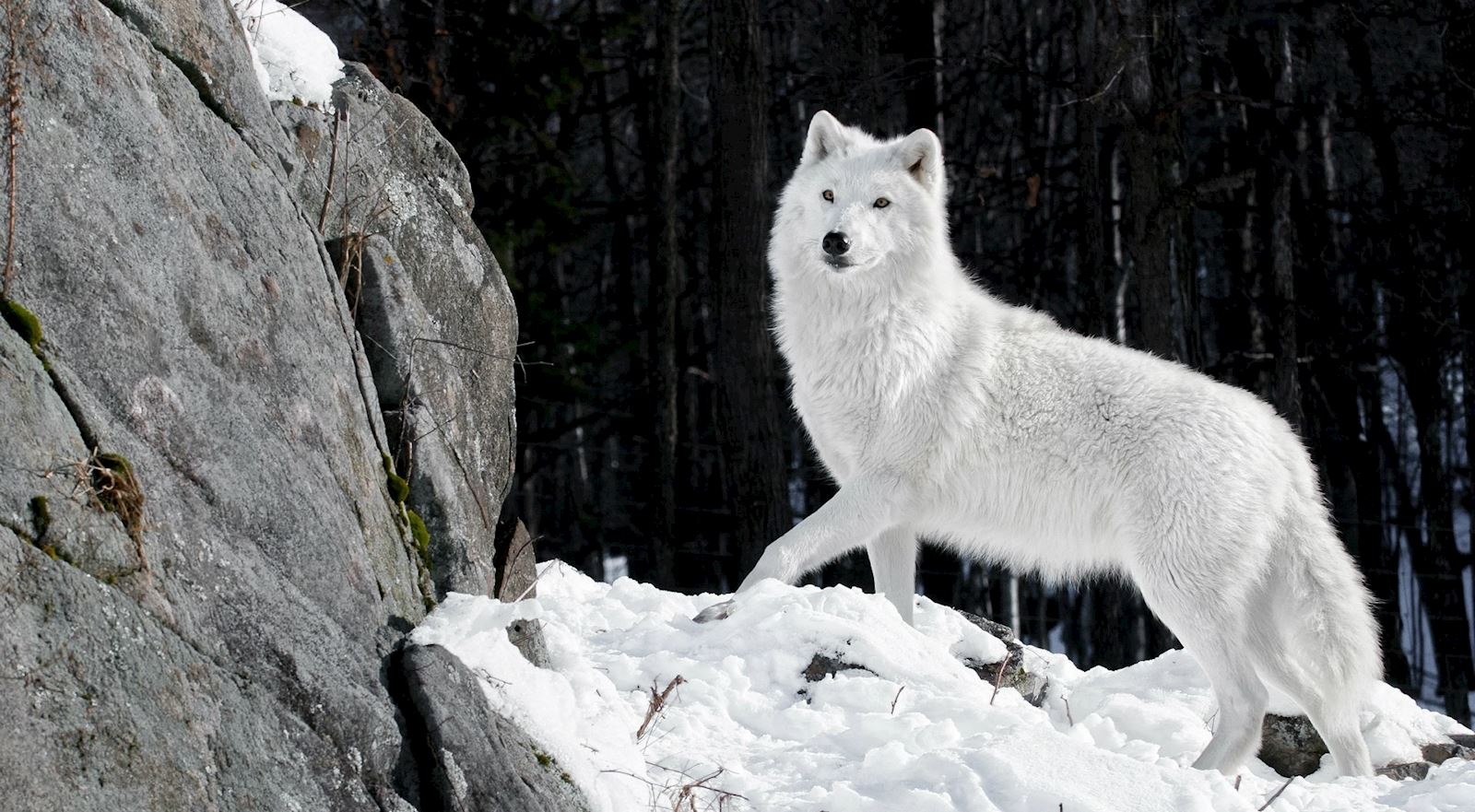 Полярный или арктический волк