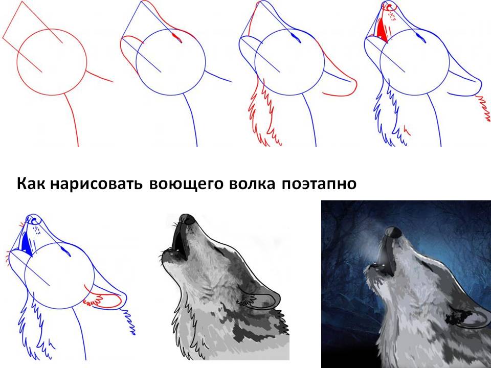 Как нарисовать воющего волка